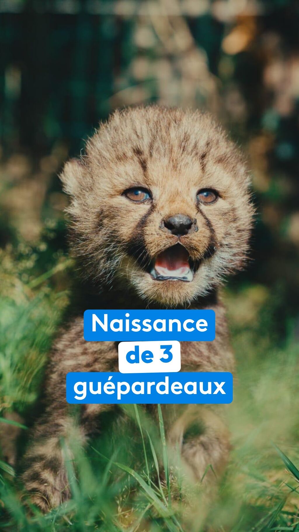 "C'est une naissance exceptionnelle", trois b&eacute;b&eacute;s gu&eacute;pards sont n&eacute;s au zoo de la Boissi&egrave;re-du-Dor&eacute;