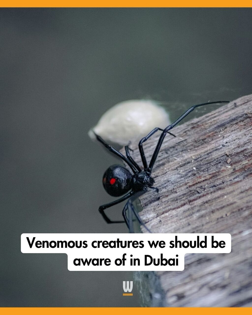 Venomous creatures we should be aware of in Dubai