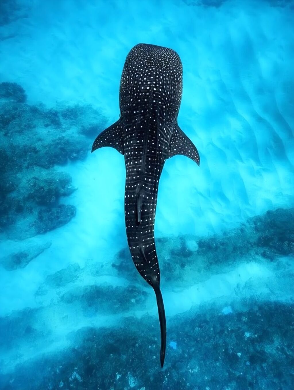🐋Join my whale shark expedition in the Maldives!!🐠 only 8 spots left!