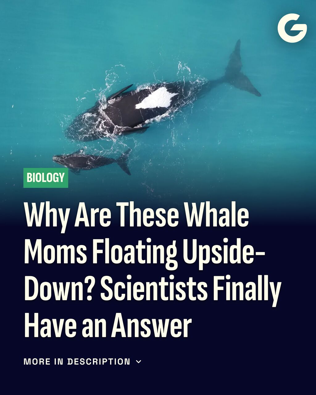 Why Are These Whale Moms Floating Upside-Down? Scientists Finally Have an Answer
