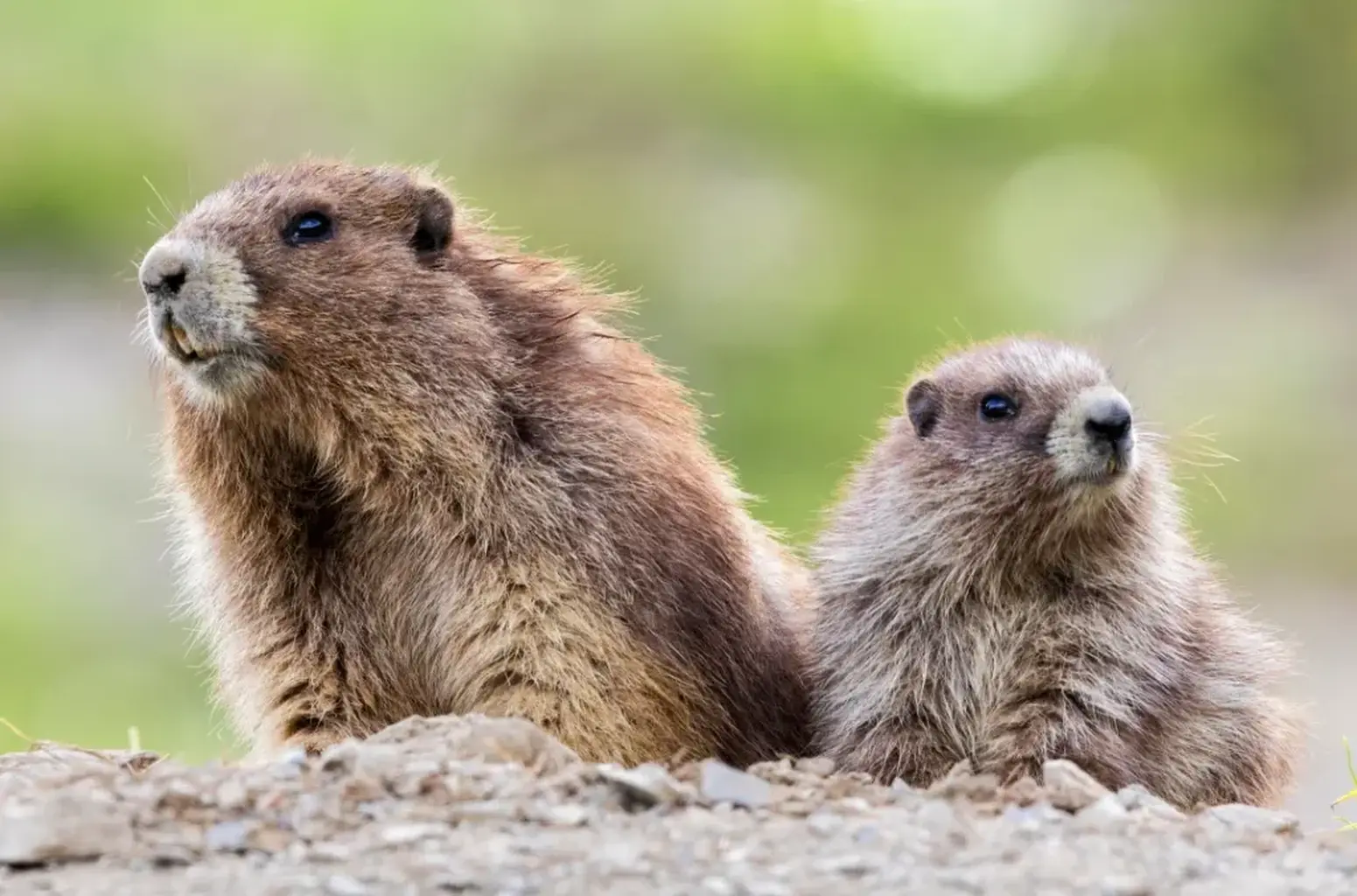 Everything You Need to Know About Marmots