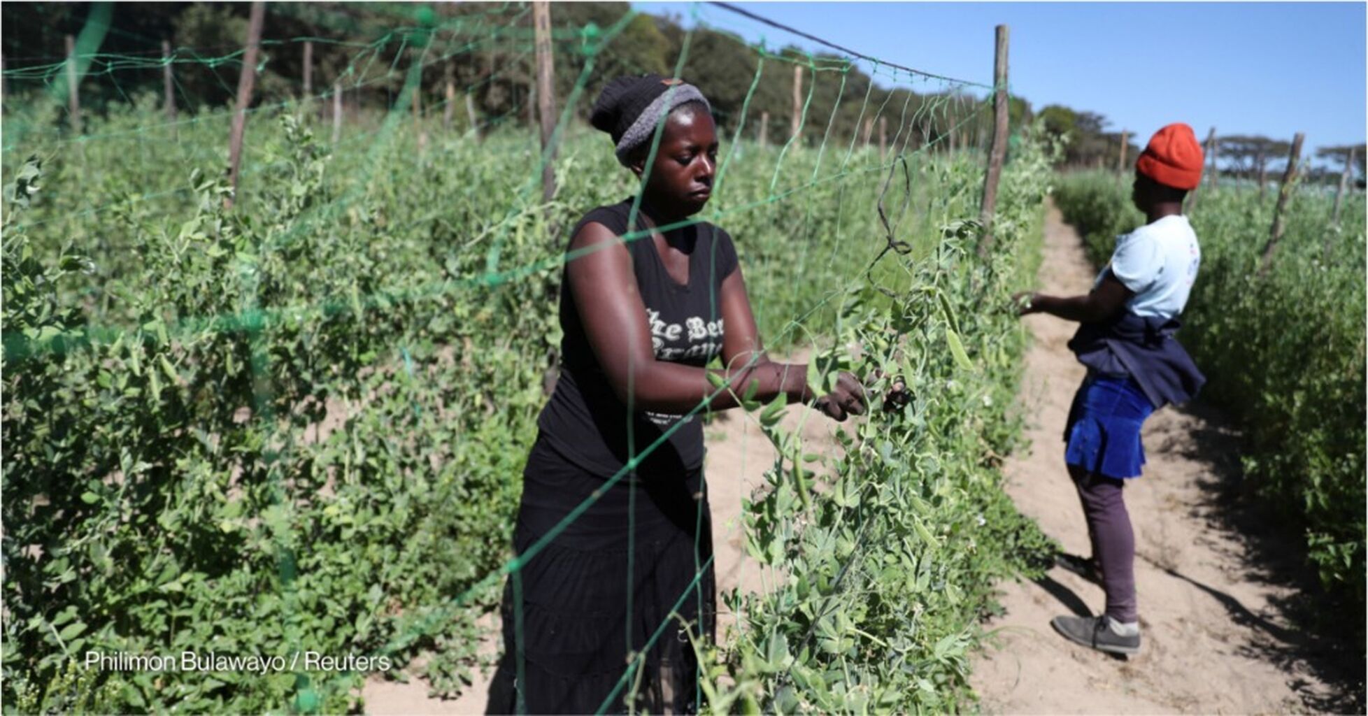 Can regional cooperation solve Africa&rsquo;s food security problems?