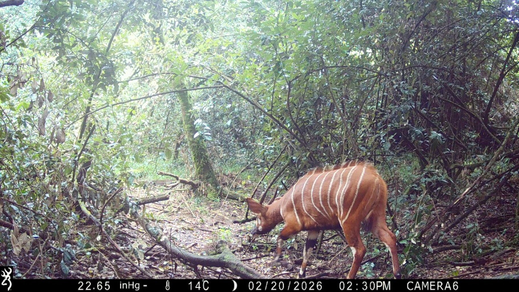 Mountain Bongos Rediscovered