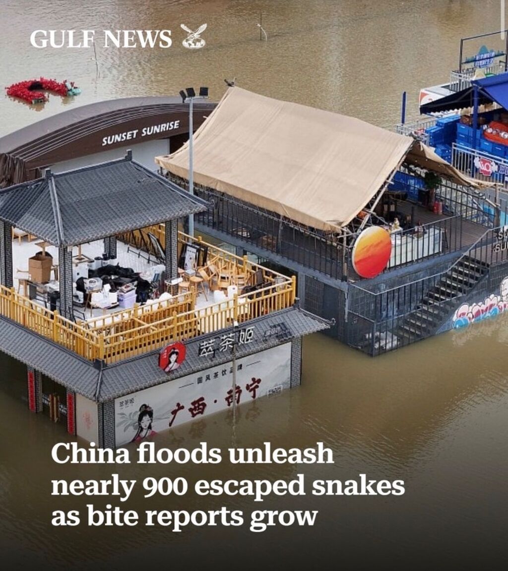 China floods unleash nearly 900 escaped snakes as bite reports grow