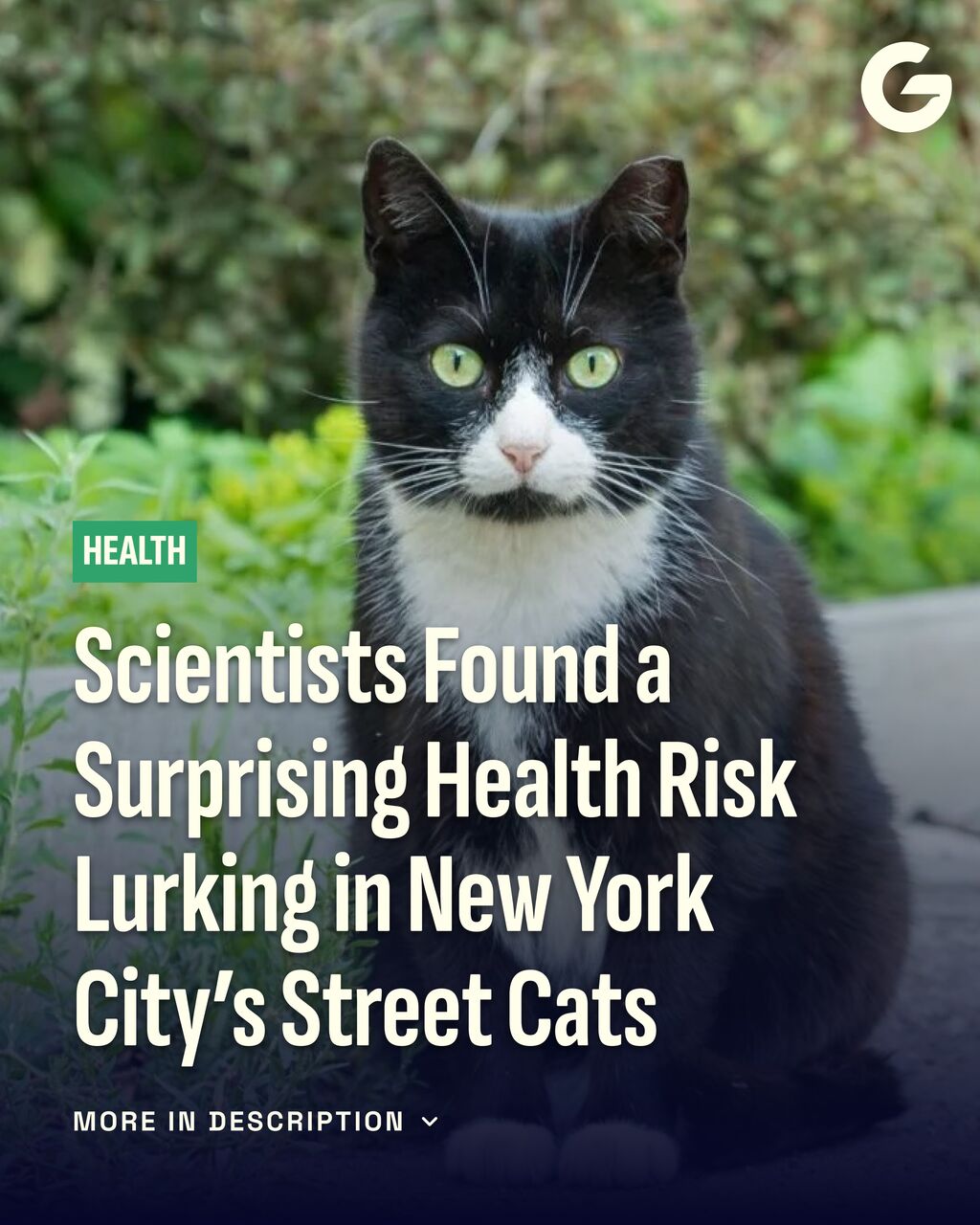 Scientists Found a Surprising Health Risk Lurking in New York City&rsquo;s Street Cats