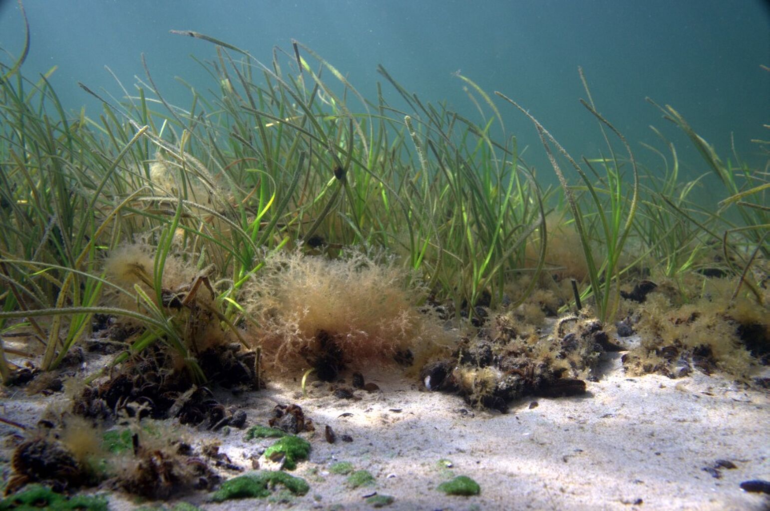 20 naturnationalparker i havet 🌊
