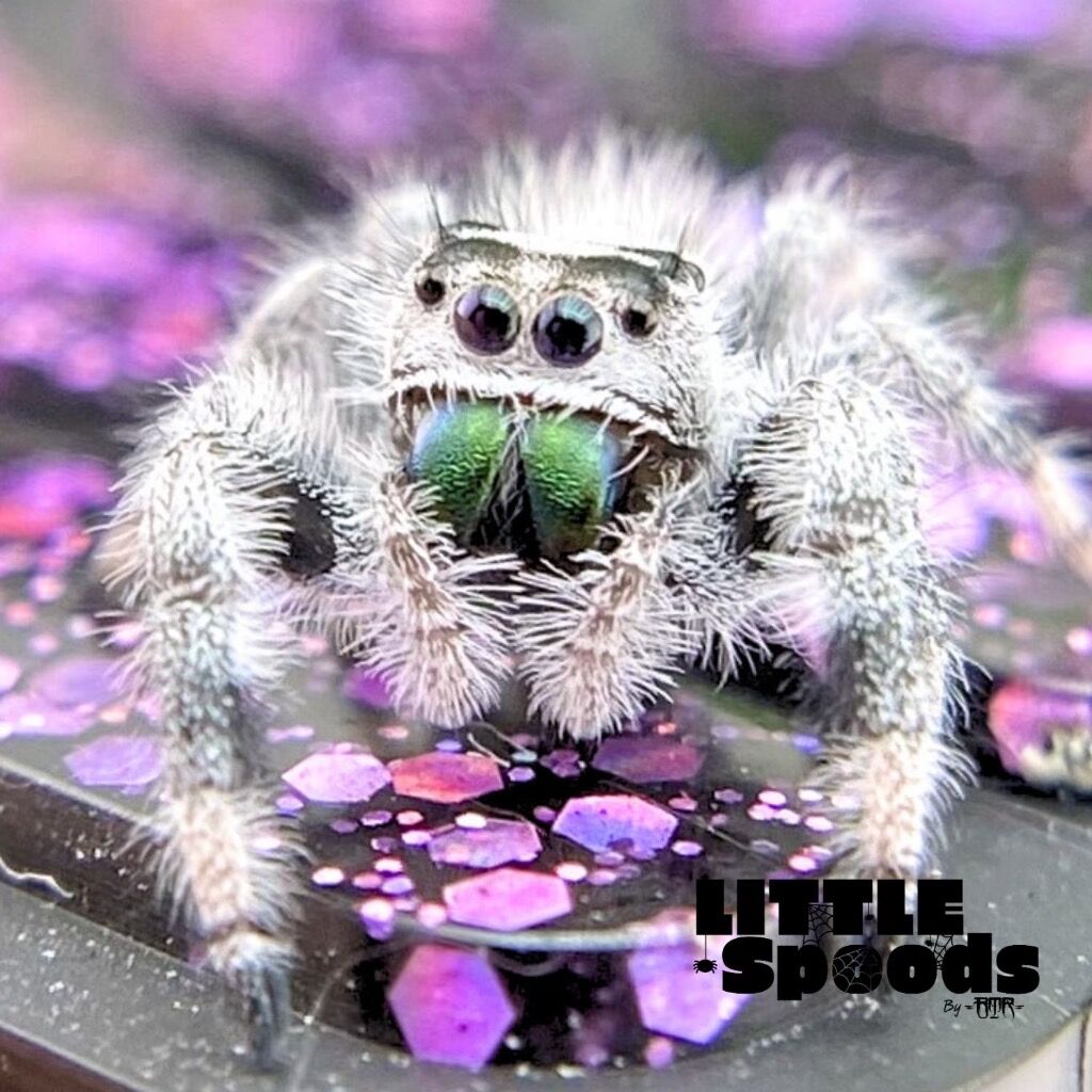 ✨ADOPTED✨ Super White Recessive I7 Male Phidippus regius - PANDORA-1-18