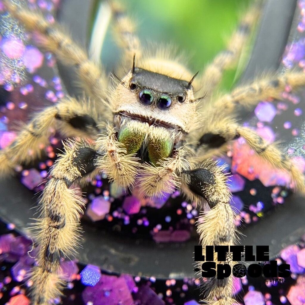 ✨ADOPTED✨ Pure FL Otiosus Mature Female - OTI-4