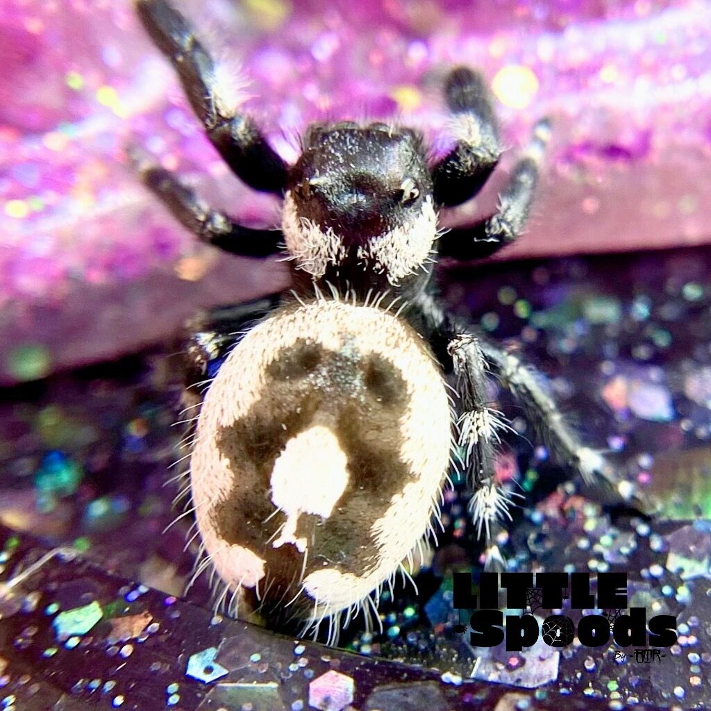 ✨ADOPTED✨ Big Bend Bryantae Adult Female - Phidippus Audax Female - BBB-5