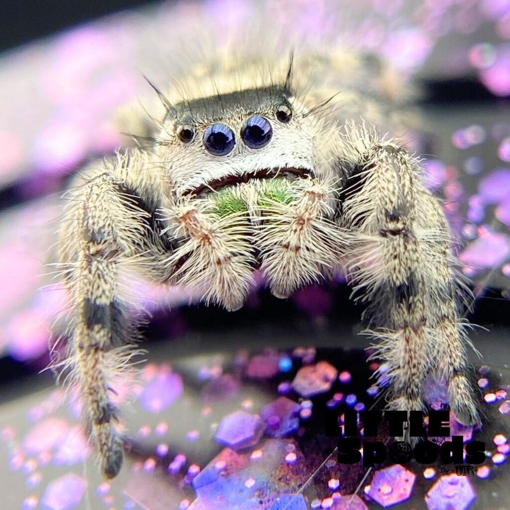✨ADOPTED✨ Adult FL Otiosus Female Hybrid - ONIKA-2-2