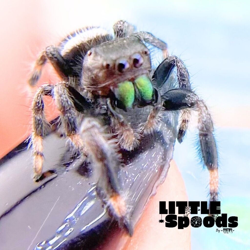✨ADOPTED✨ I6 White Line Regal Jumping Spider juvenile Male - PANDORA-2-16