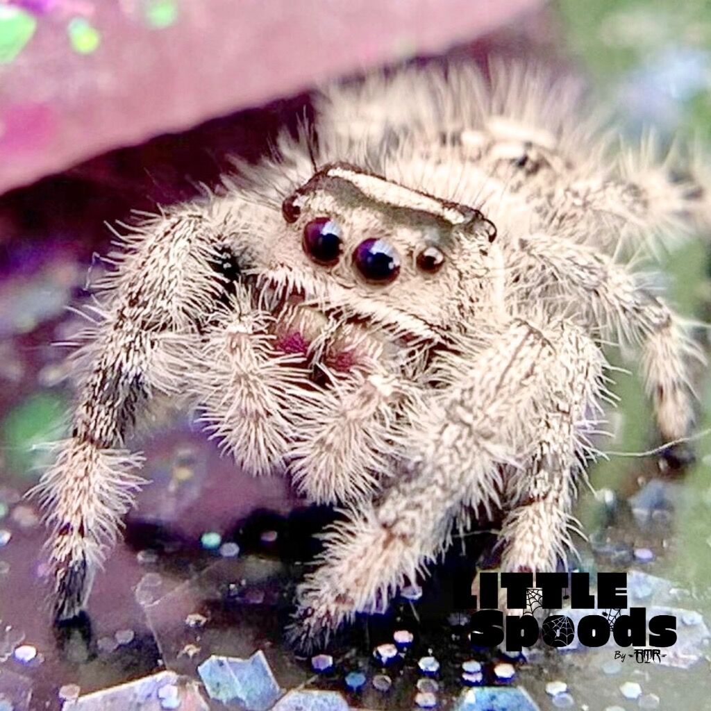 ✨ADOPTED✨ I7 Light Cream from White Line Regal Jumping Spider Female - PANDORA-1-13