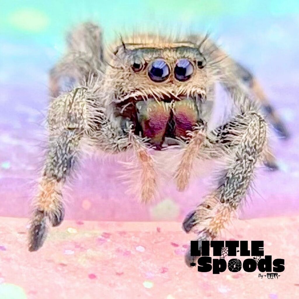 ✨ADOPTED✨ I6 Female Regal Jumping Spider - PANDORA-2-9