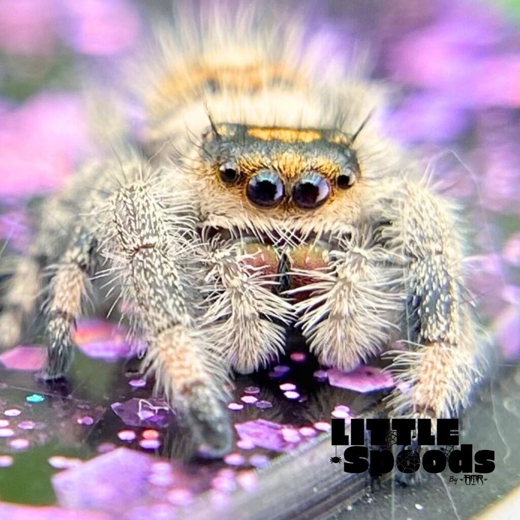 ✨ADOPTED✨ I7 Orange Female Regal Jumping Spider - AURORA-1-3