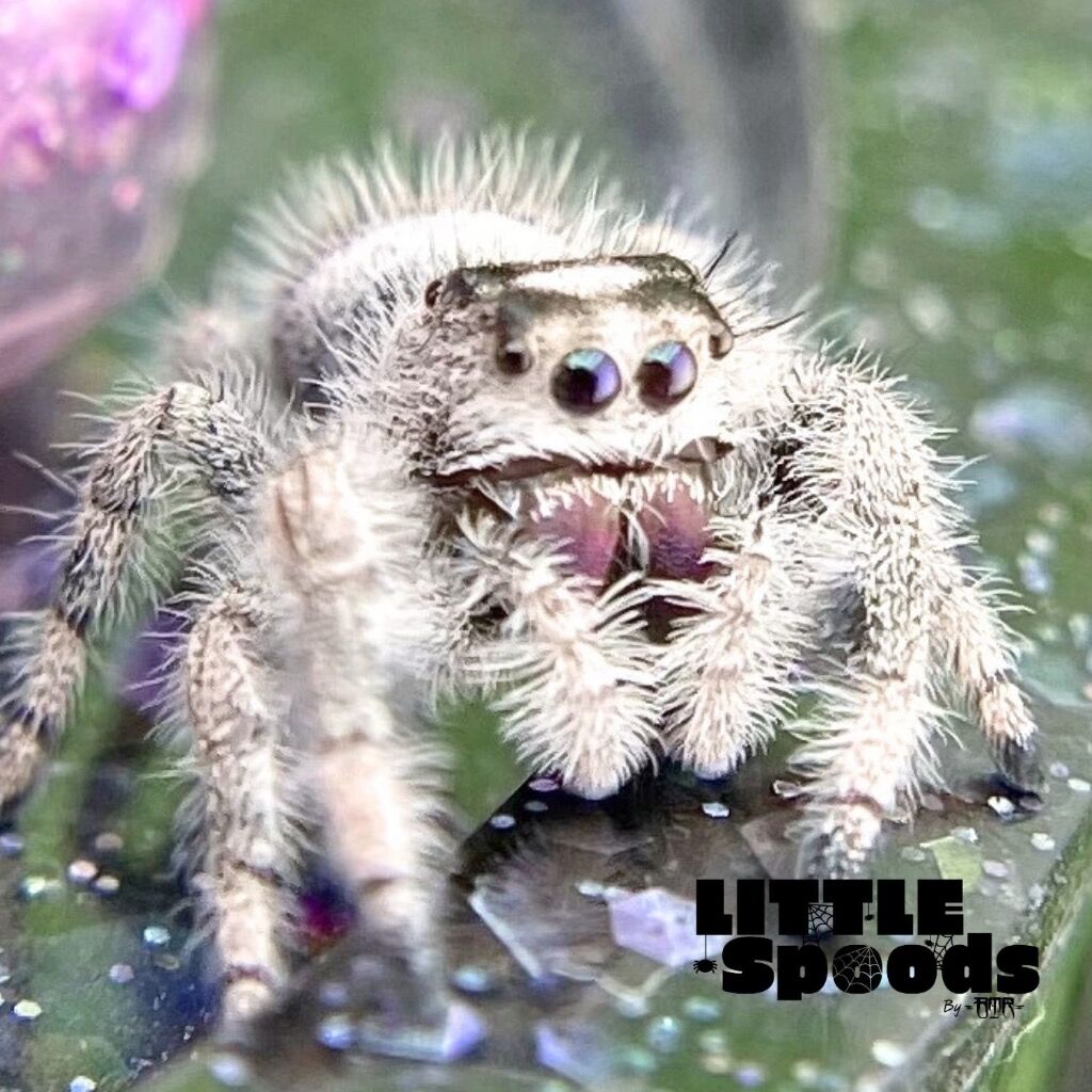 ✨ADOPTED✨ I8 White Female Regal jumping spider - PANDORA-1-35