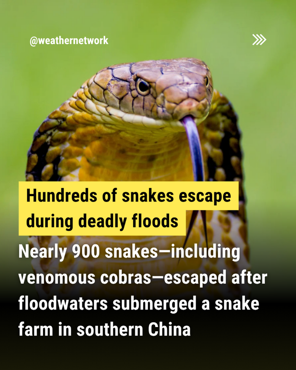  Venomous snakes escape flooded farm, bite residents in China