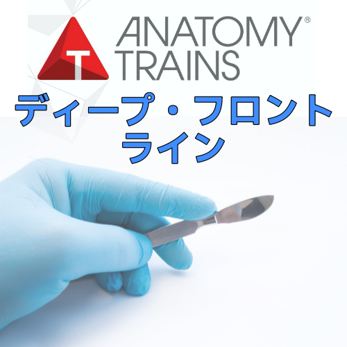 アナトミートレイン&reg;解剖学：ディープ・フロント・ライン
