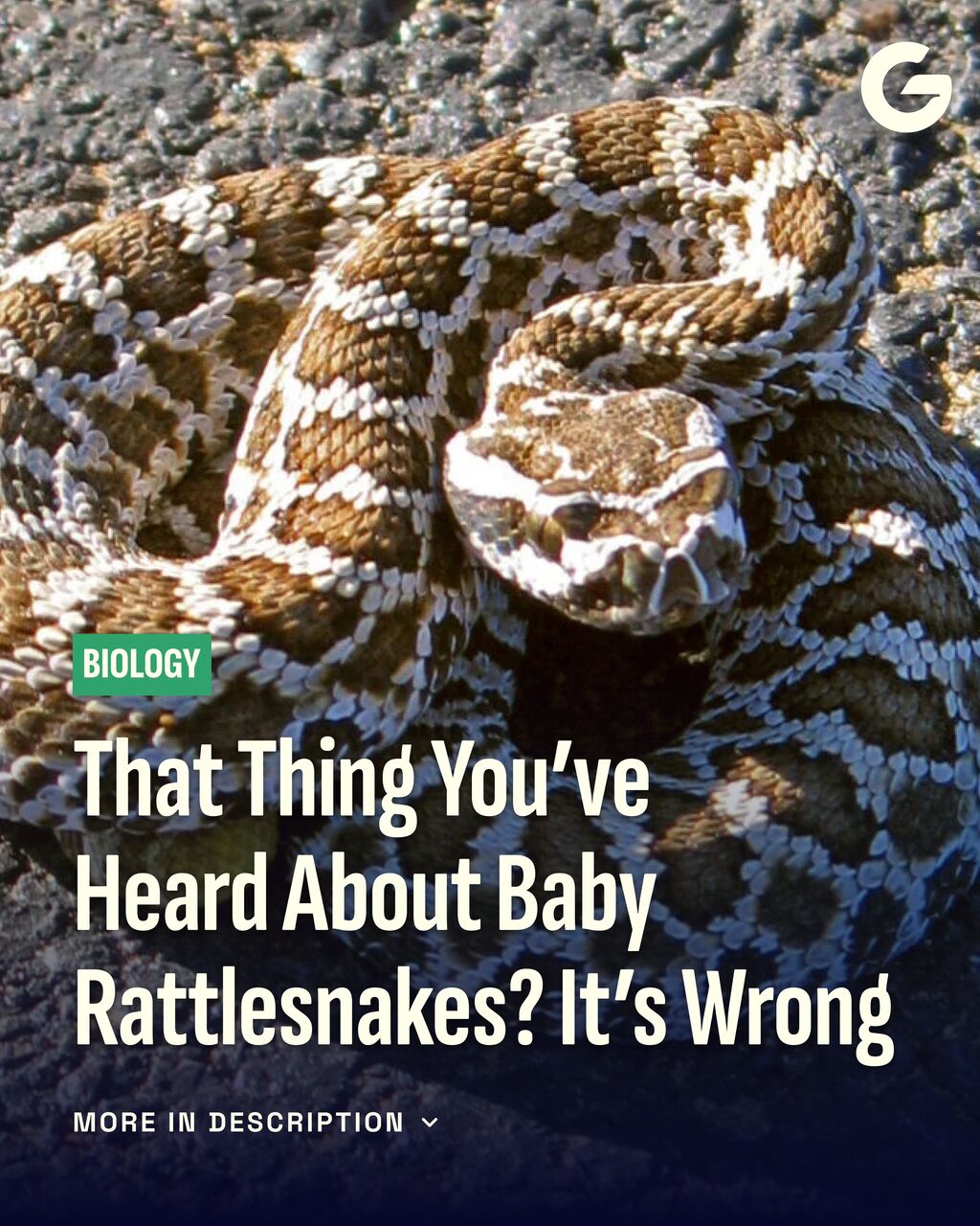 That Thing You&rsquo;ve Heard About Baby Rattlesnakes? It&rsquo;s Wrong