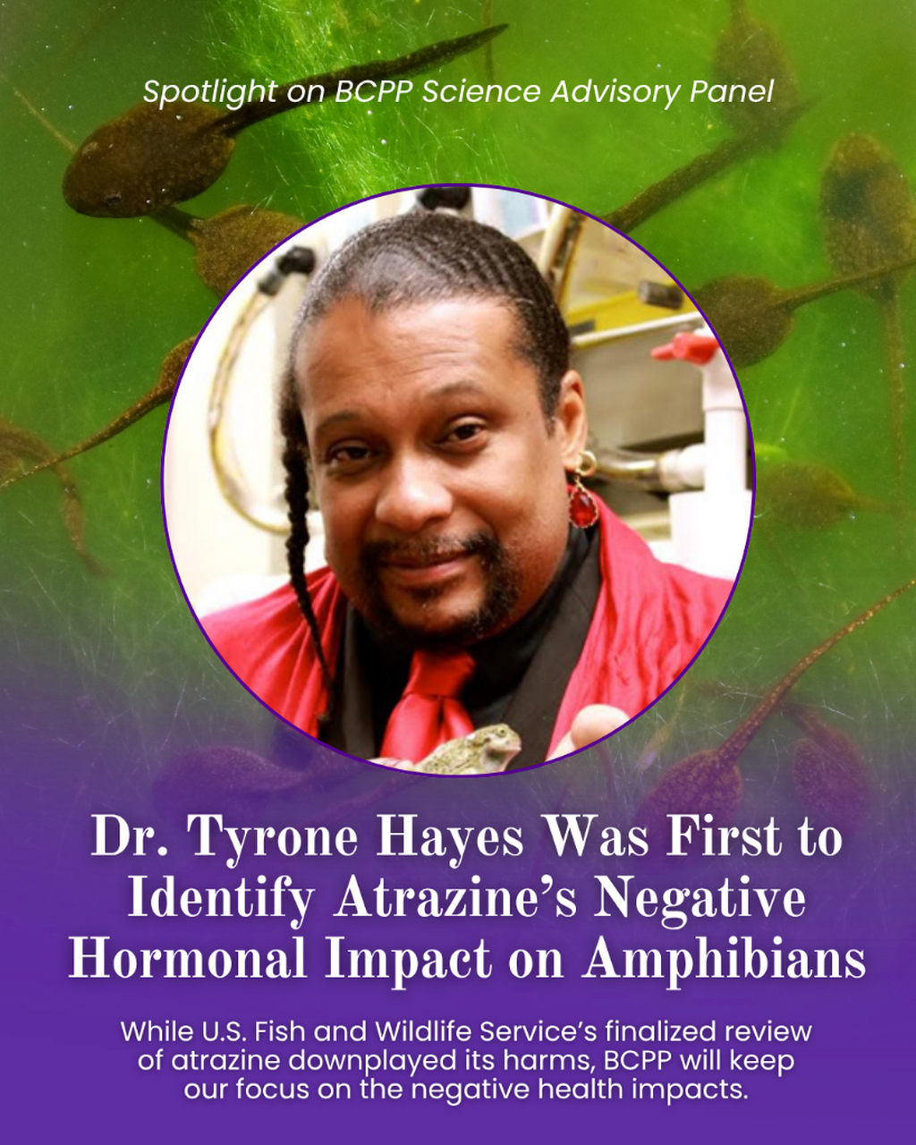 More on Atrazine