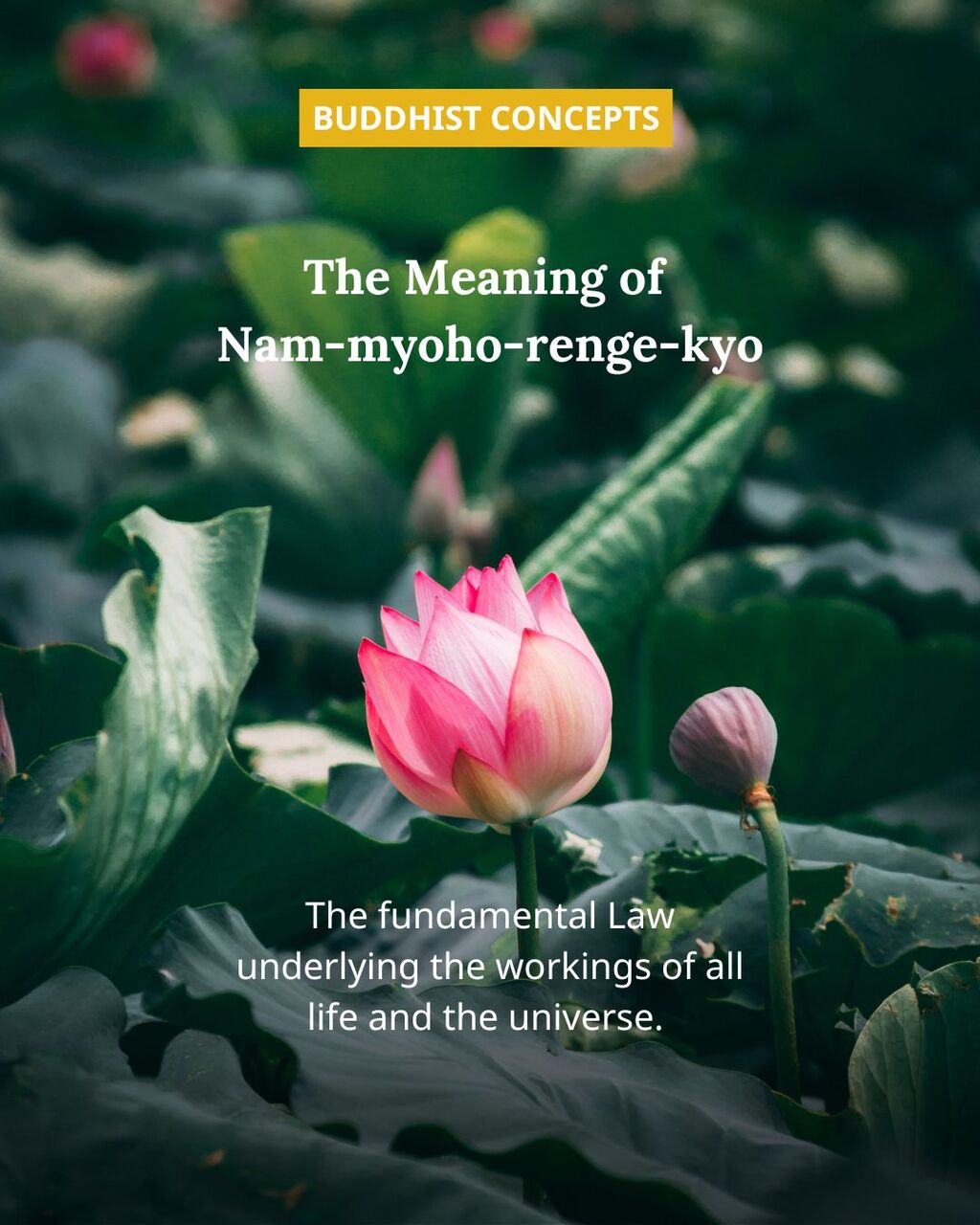 The Meaning of Nam-myoho-renge-kyo