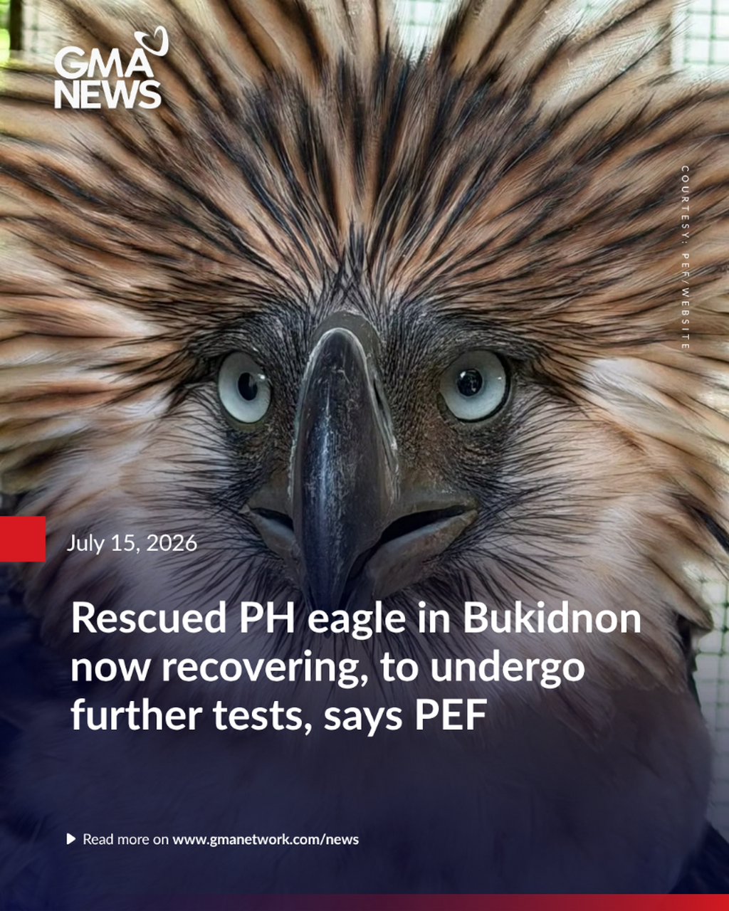 Rescued PH eagle in Bukidnon now recovering, to undergo further tests, says PEF