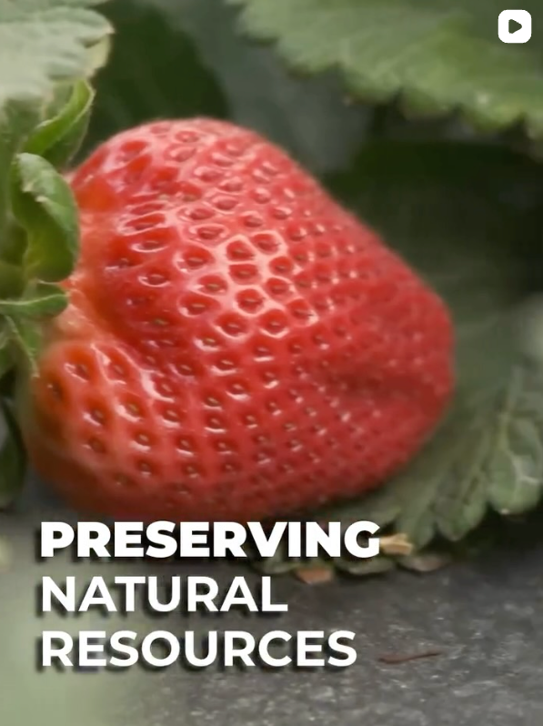 Sustainable Farming | California Strawberries