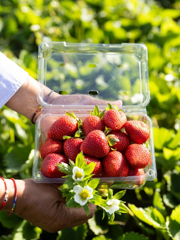 Sustainable Farming | California Strawberries