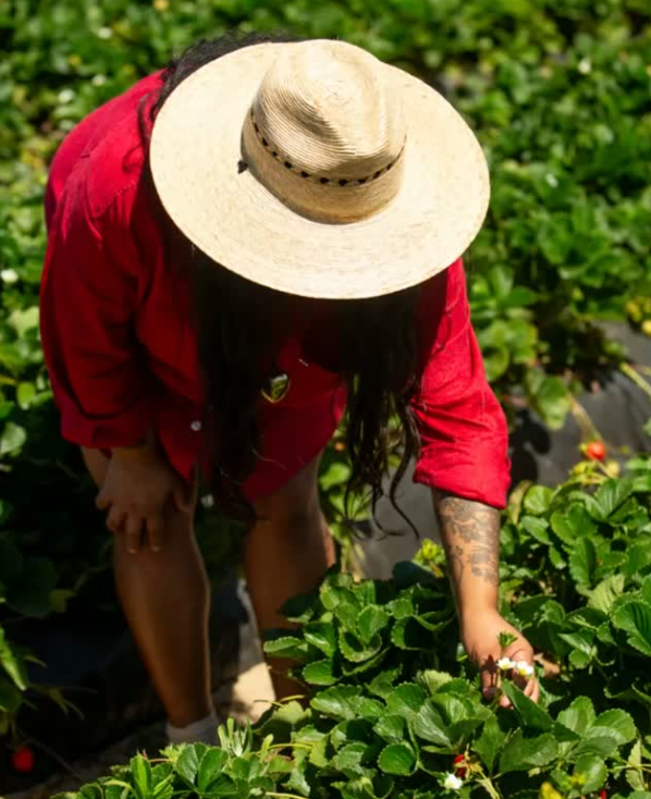 Sustainable Farming | California Strawberries