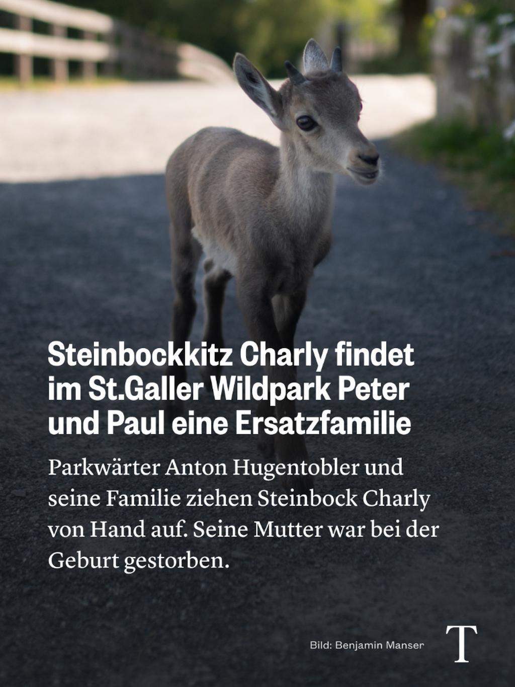 Steinbockkitz Charly findet im St.Galler Wildpark Peter und Paul eine Ersatzfamilie