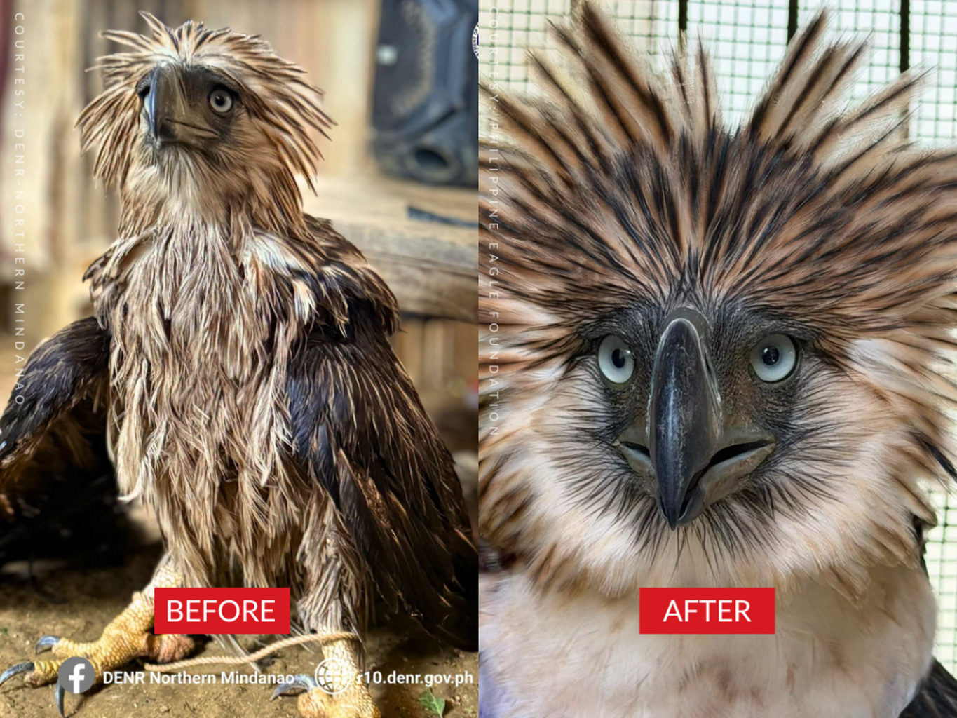 Rescued PH eagle in Bukidnon now recovering, to undergo further tests - PEF