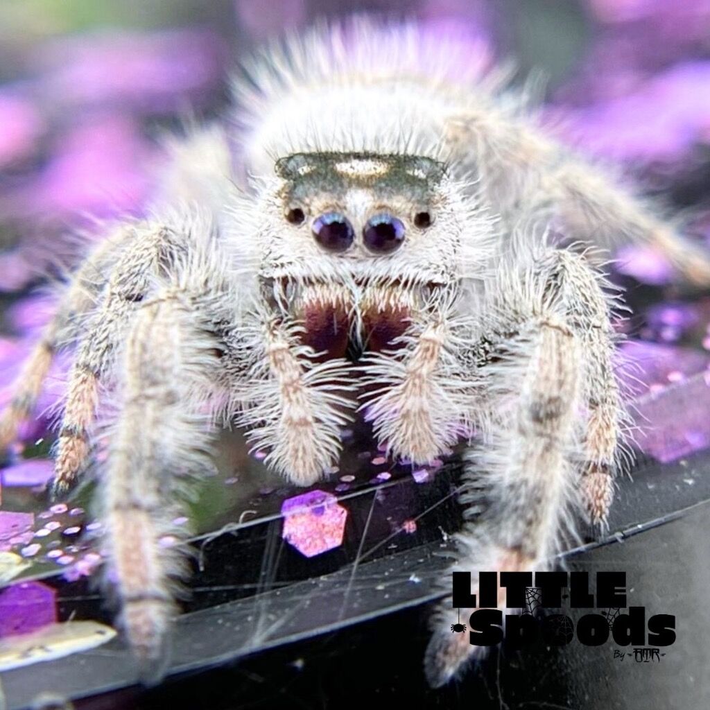 ✨ADOPTED✨ I9 White line Female Regal jumping spider - PANDORA-1-36