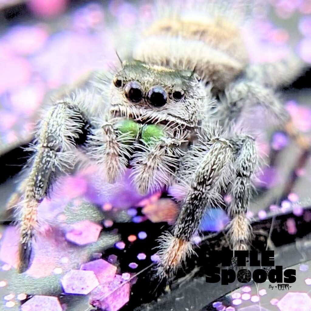 ✨ADOPTED✨ I7 White Recessive Male Phidippus regius - PANDORA-1-51