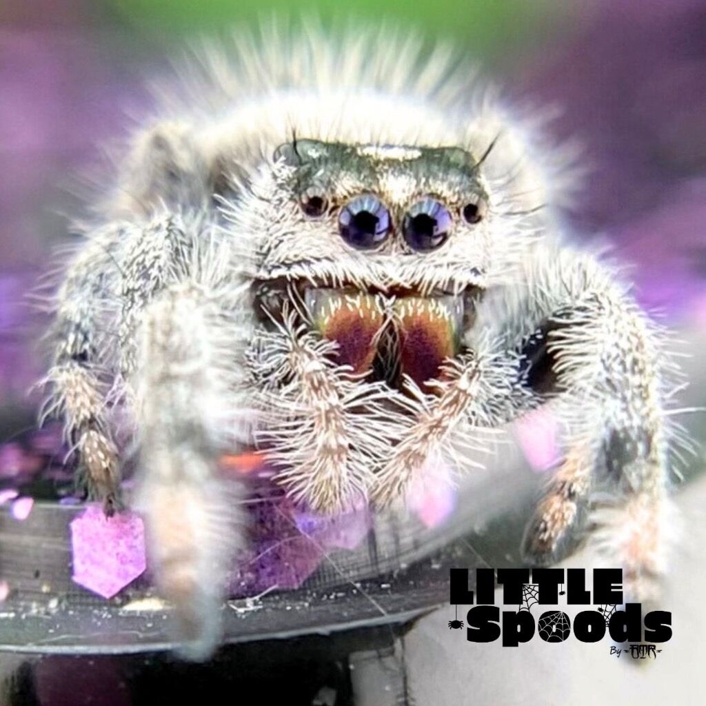 ✨ADOPTED✨ I7 White & Dark Female from white line Regal Jumping Spider - PANDORA-1-45