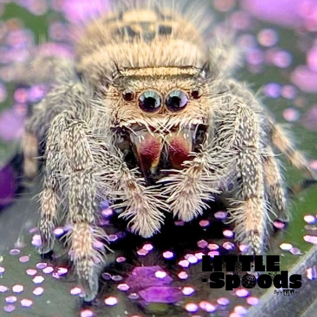 ✨ADOPTED✨ I6 Female Regal Jumping Spider - AURORA-1-8
