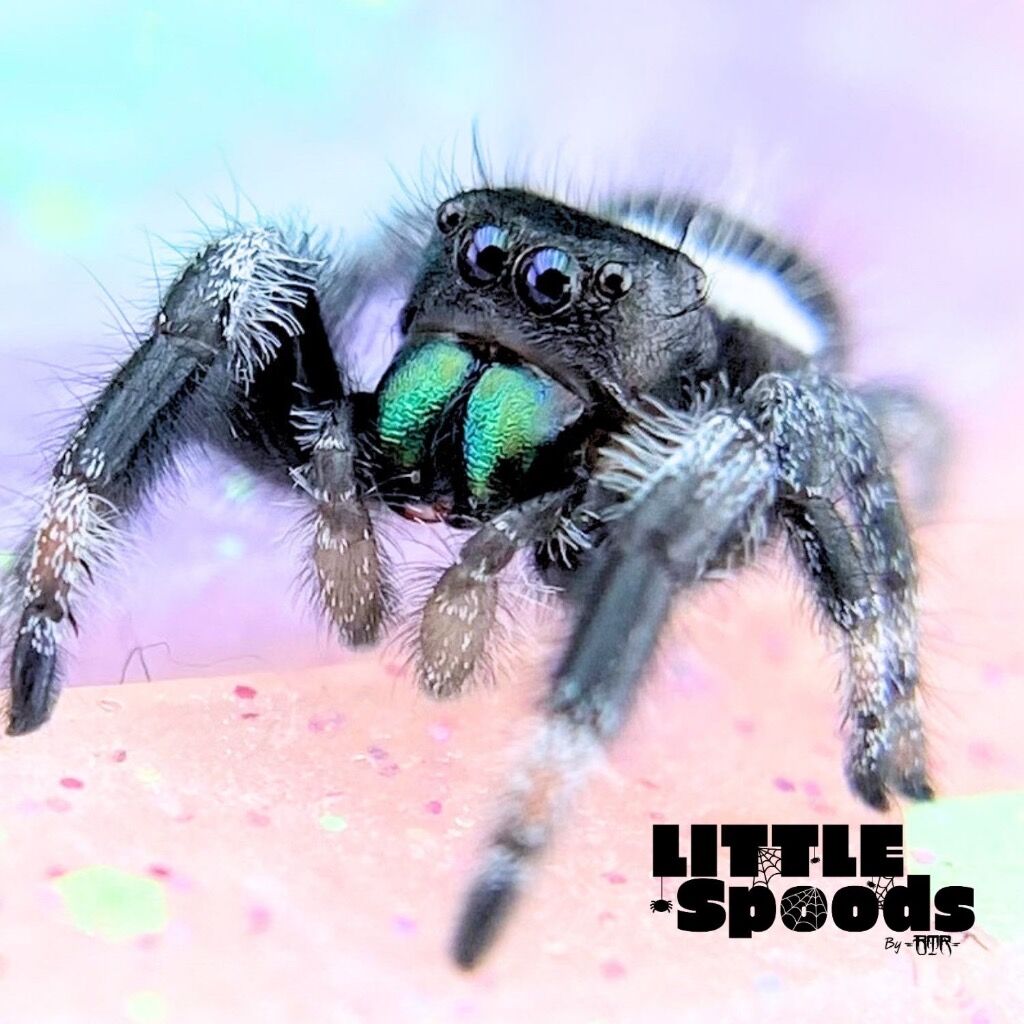 ✨ADOPTED✨ Subadult Regal Jumping Spider Male - AURORA-1-4