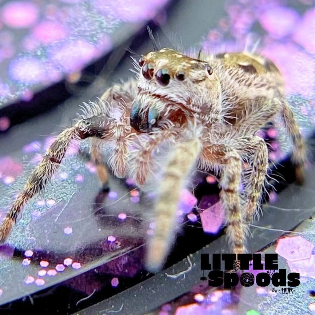 I6 Phidippus otiosus juvenile - ANAIS-1-4