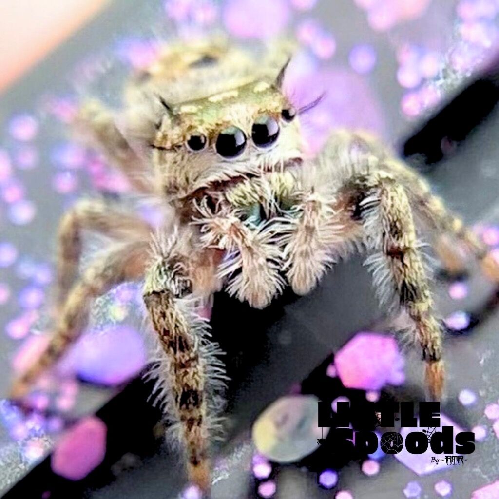 I6 Phidippus otiosus juvenile  - ANAIS-1-2