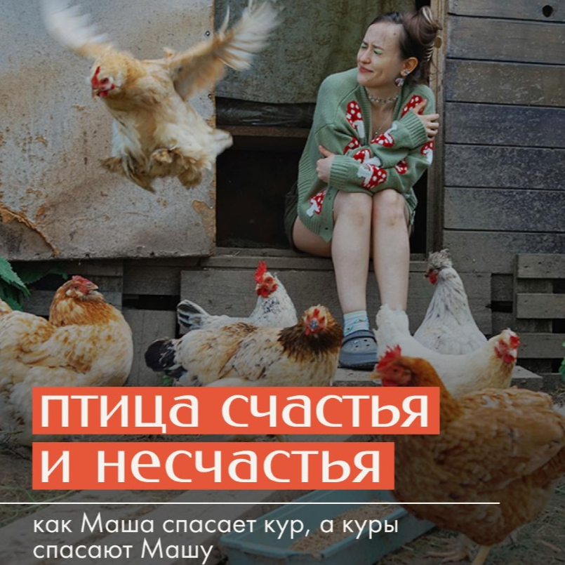 Куры