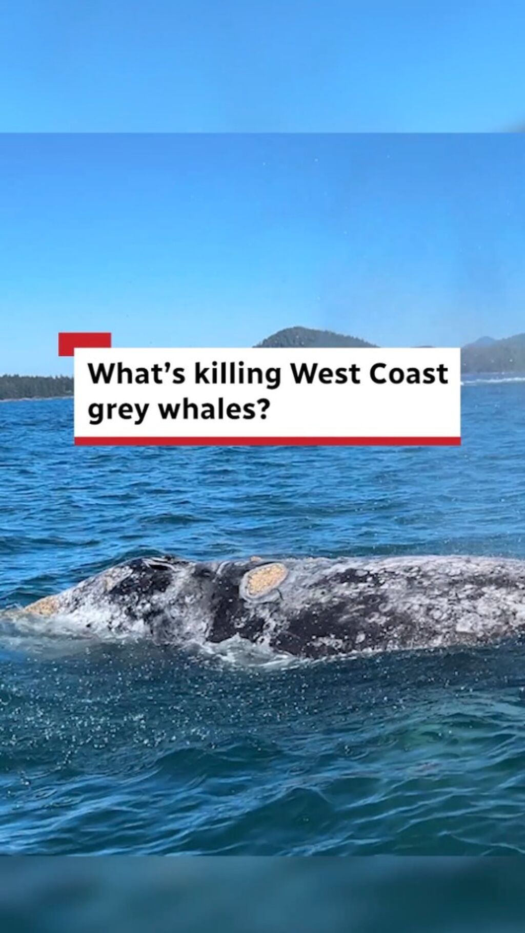 radio repost grey whale what on earth