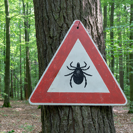 Climate Change and Ticks and Mosquitoes