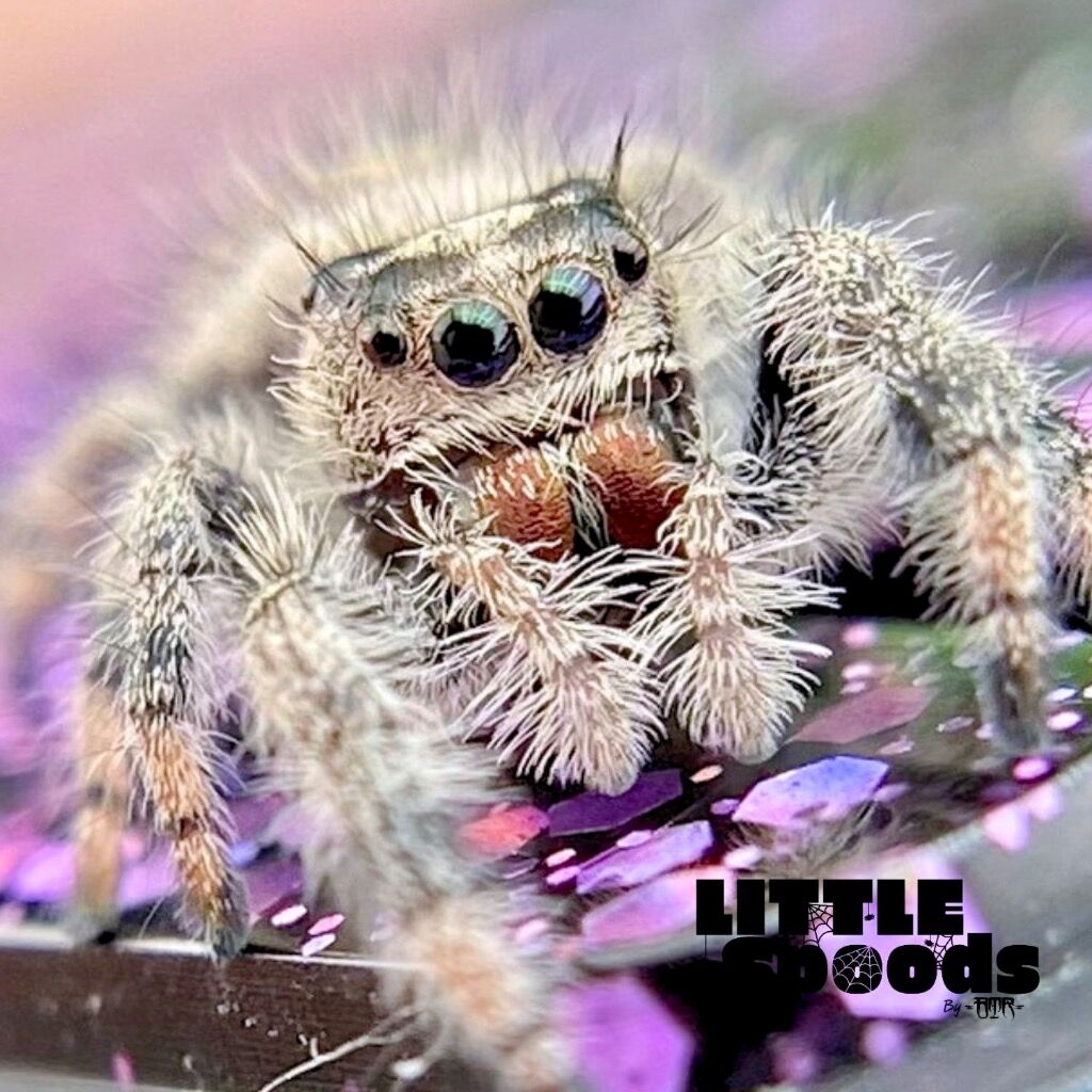 I7 Female Regal Jumping Spider - PANDORA-1-33
