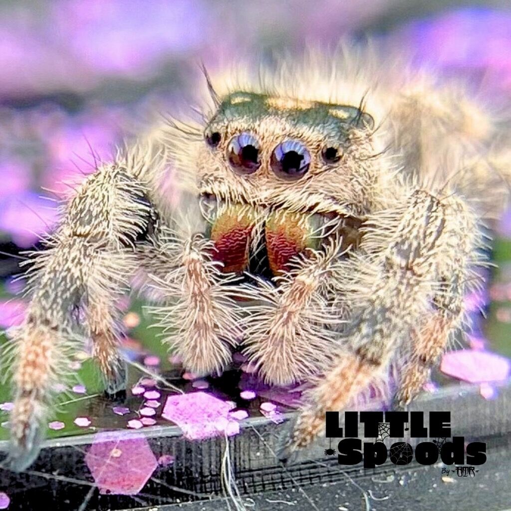 I7 Female Regal Jumping Spider - PANDORA-1-27