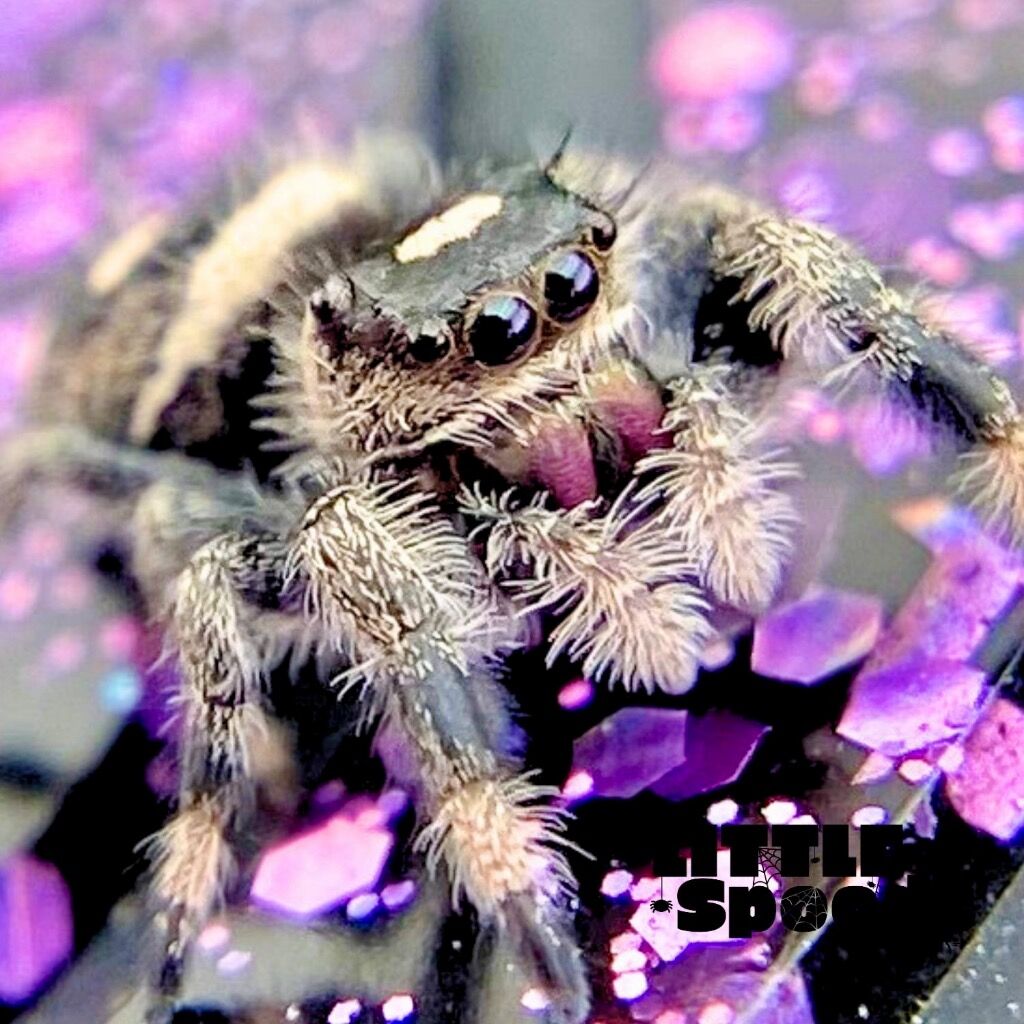 I6 Dark Female Regal Jumping Spider - ELVIRA-1-21