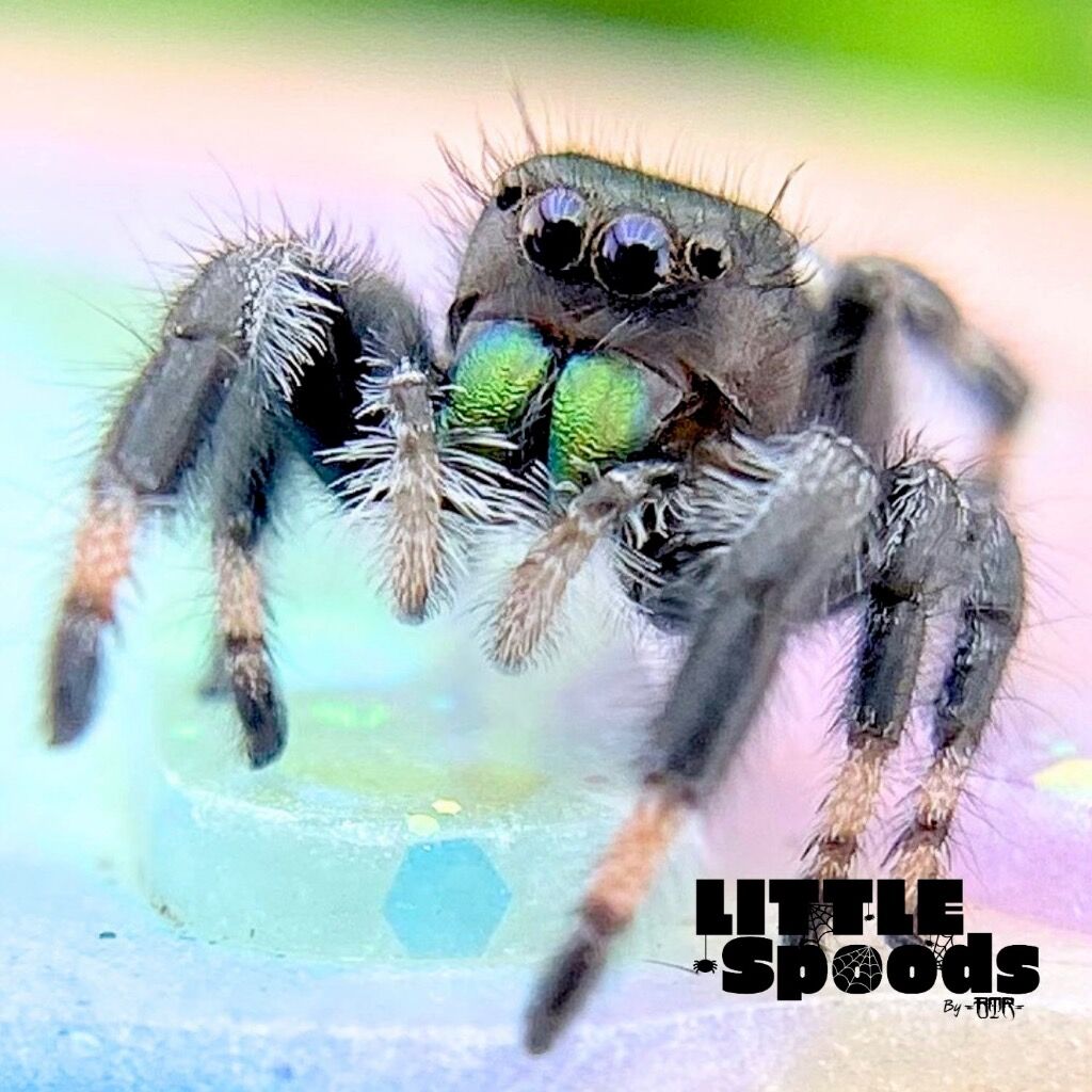 I7 Juvenile Regal Jumping Spider Male - AUTUMN-1-5