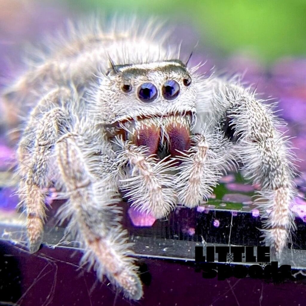 ✨ADOPTED✨ I9 White & cream Female Regal jumping spider - PANDORA-1-24