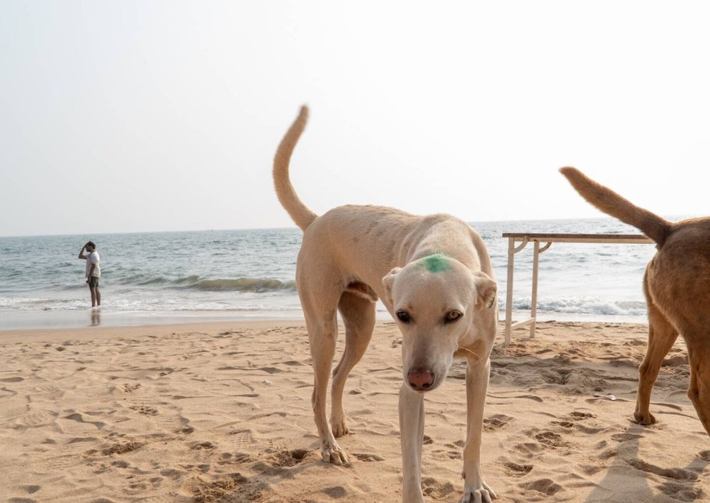 Rabies Travel Guidance