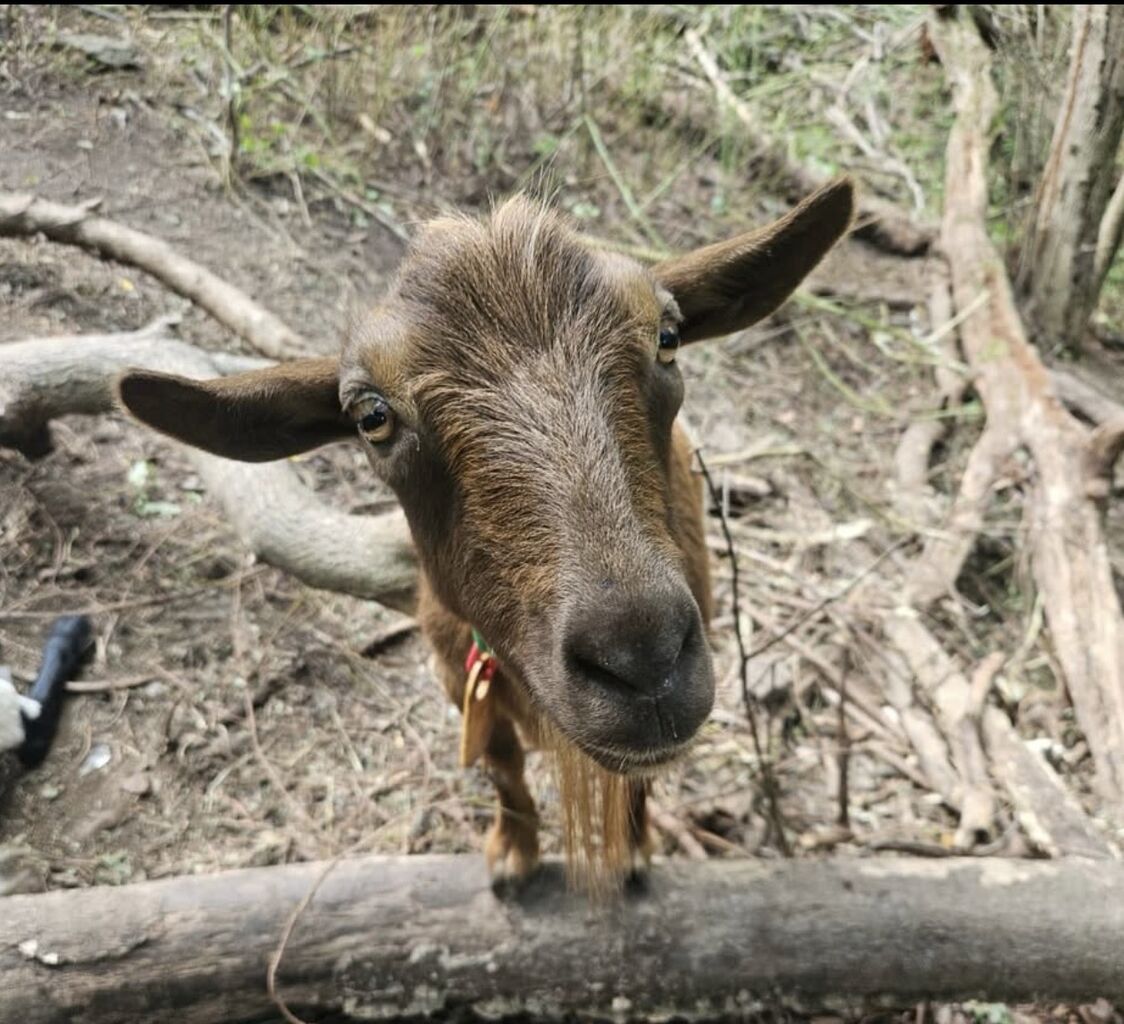 It&rsquo;s Goat Fest! Why Pittsburgh Throws a Festival for Hard-working Goats
