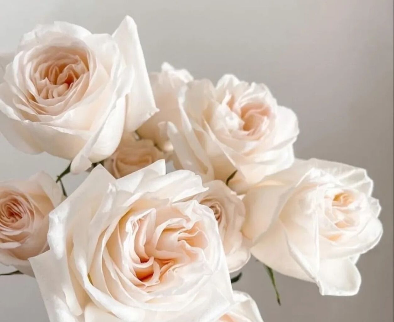 🌹 ~ 𝑷𝒉𝒐𝒏𝒆 𝑪𝒂𝒍𝒍 ...