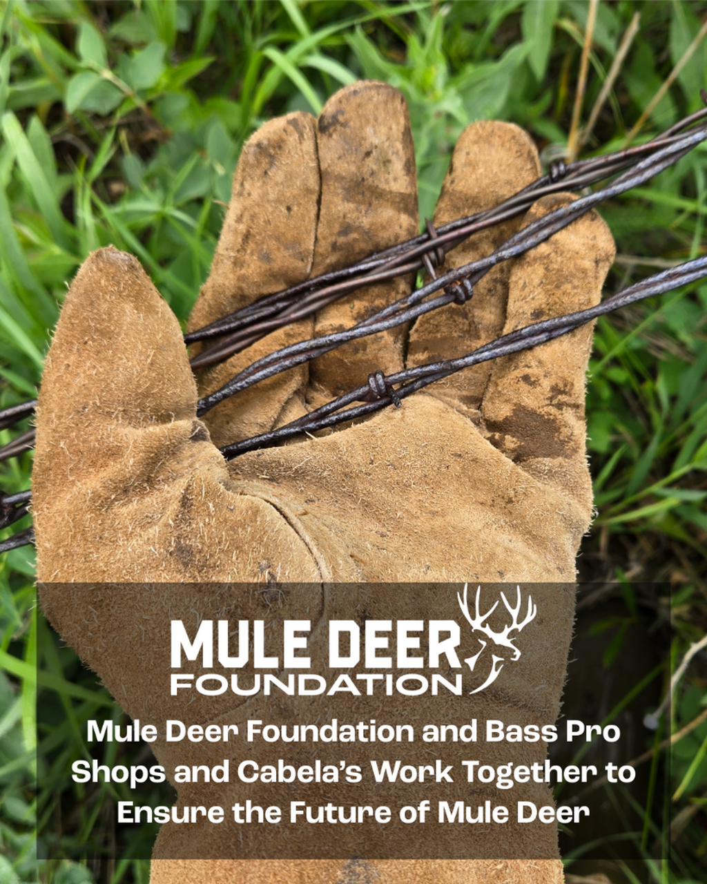 Working Together to Ensure the Future of Mule Deer in its Eastern Range
