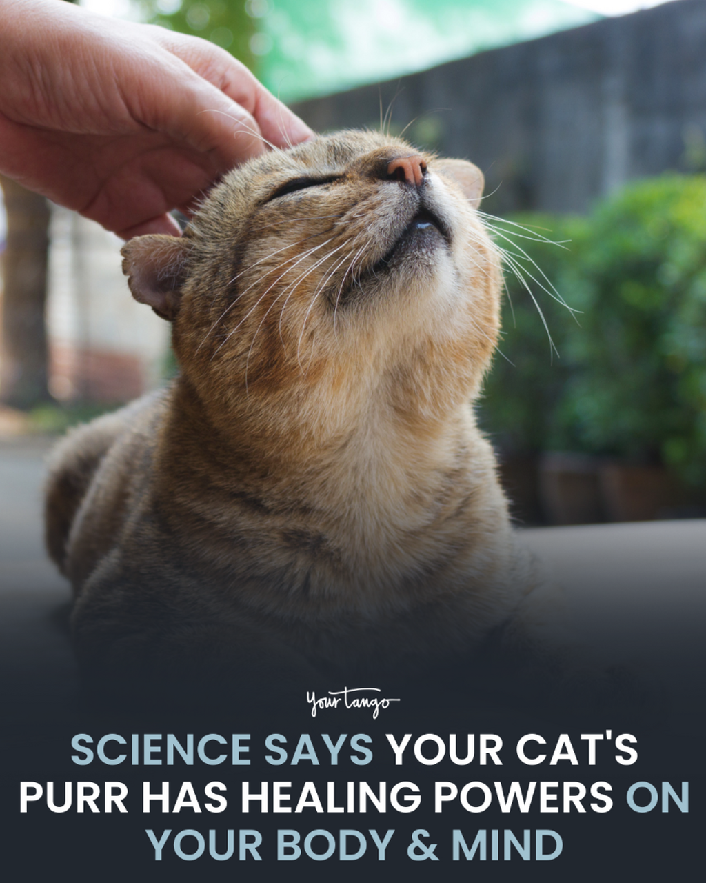 People Who Basically Meditate By Listening To Their Cat Purr Usually Experience 5 Scientifically Proven Benefits